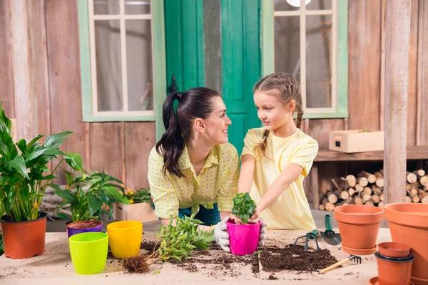 Exploring the World of Pine Straw Mulch